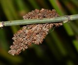 Elegia tectorum