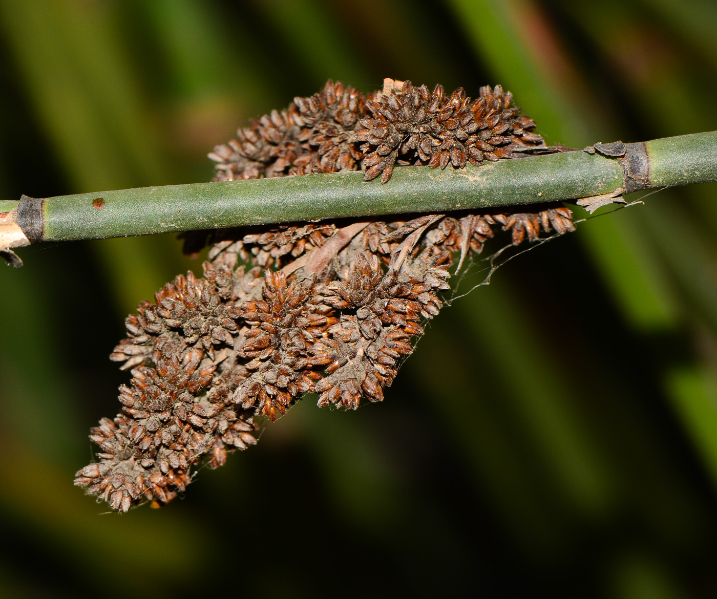 Image of Elegia tectorum specimen.