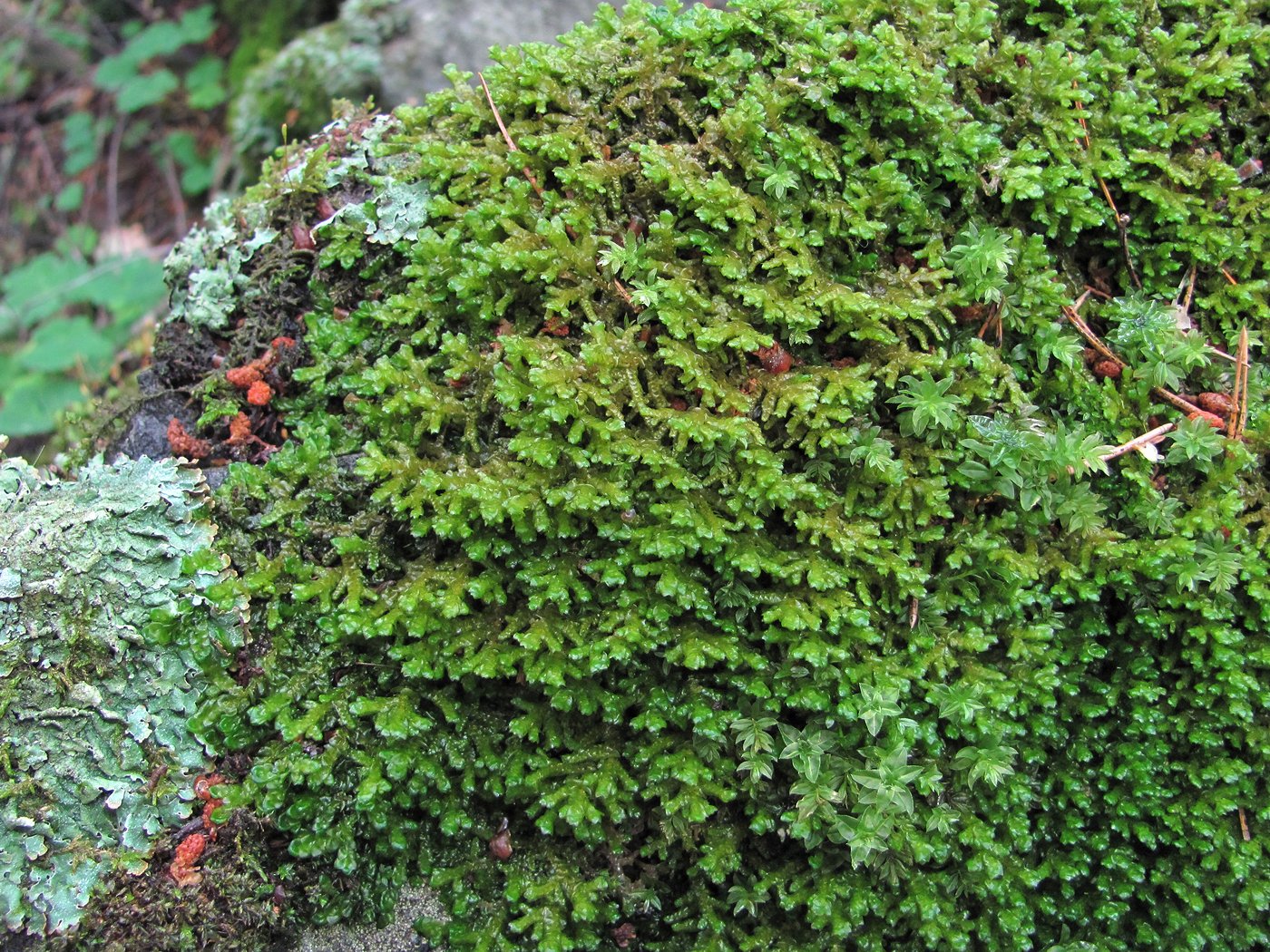 Image of genus Porella specimen.