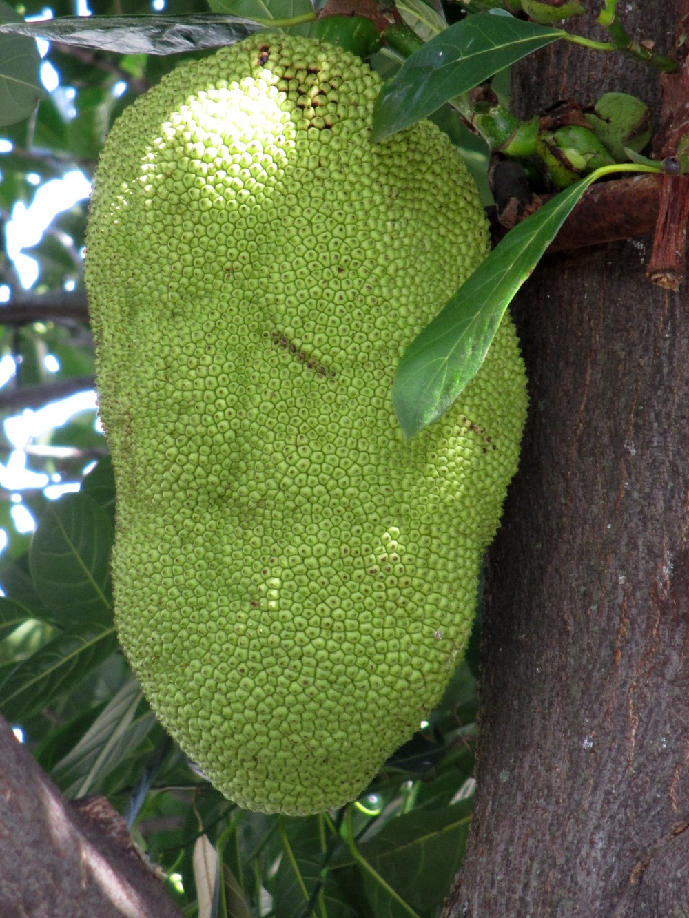 Image of Artocarpus heterophyllus specimen.