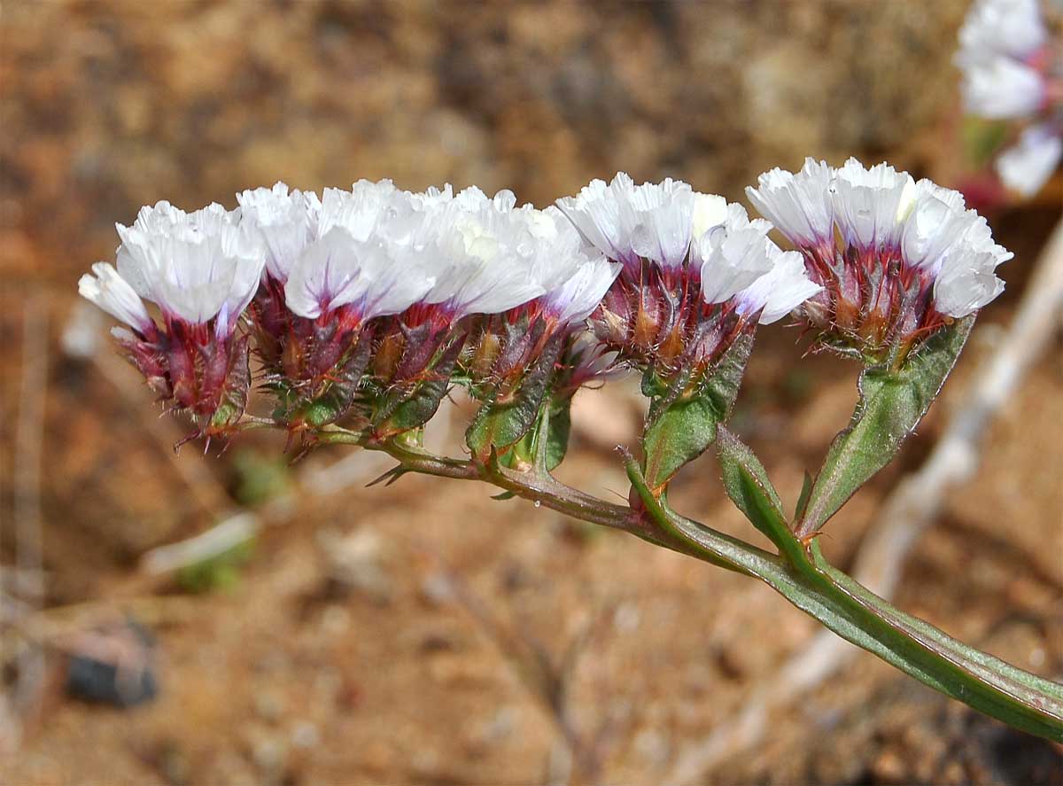 Image of Limonium sinuatum specimen.