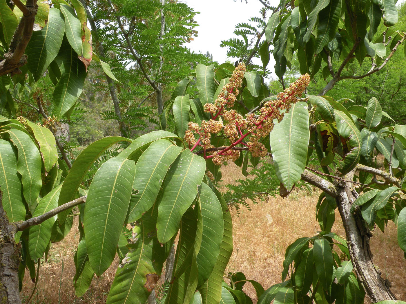 Image of Mangifera indica  specimen.