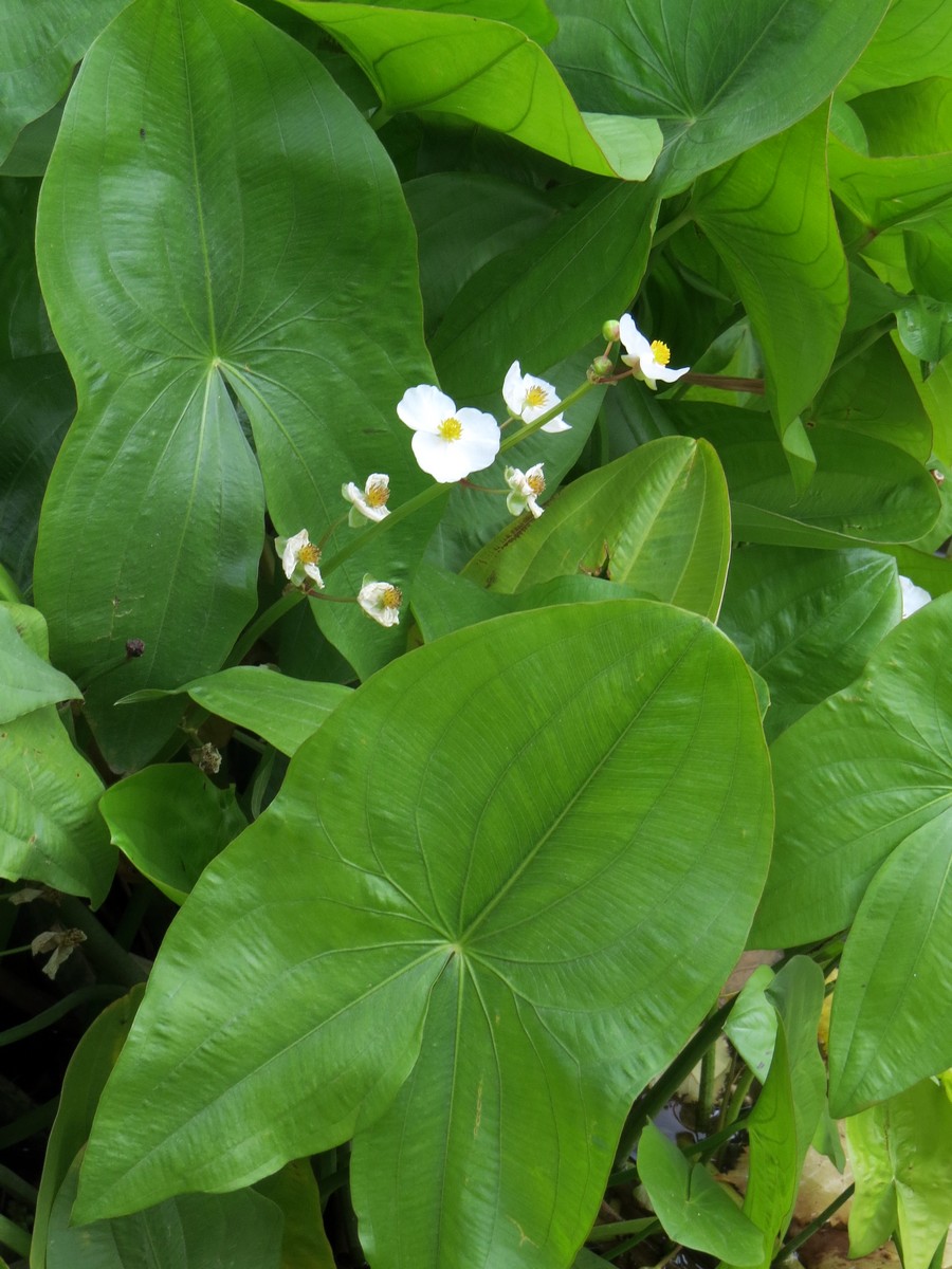 Изображение особи Sagittaria latifolia.