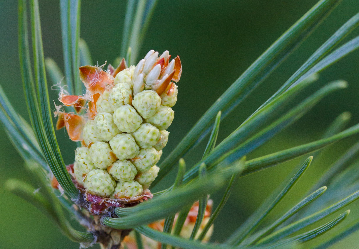 Изображение особи Pinus sylvestris.