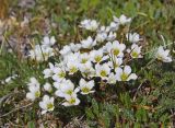 Minuartia arctica. Цветущее растение (на переднем плане - листья Dryas). Якутия, дельта р. Лена, Арынская протока, о. Курунгнах-Сисе, гора Америка-Хая, тундра. 16.07.2017.