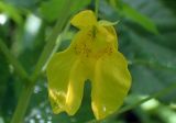 Impatiens noli-tangere