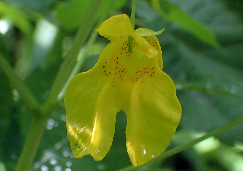 Image of Impatiens noli-tangere specimen.