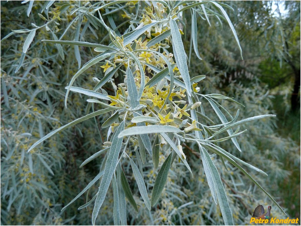 Image of Elaeagnus angustifolia specimen.