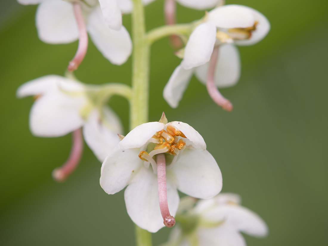 Image of Pyrola rotundifolia specimen.