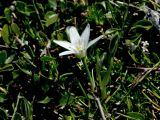 Ornithogalum pumilum
