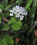 Pachyphragma macrophyllum. Верхушка цветущего растения. Азербайджан, 4 км вверх по руч. Киш от г. Шеки, окр. крепости Гелярсан-Гёрарсан; гора Кара-Тепе, лесистый склон. 8 апреля 2017 г.