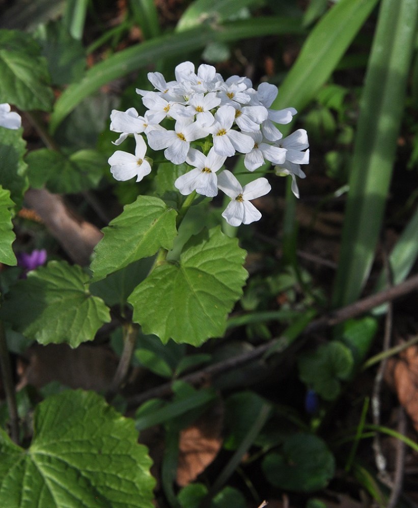 Изображение особи Pachyphragma macrophyllum.