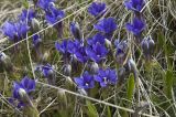 Gentiana dshimilensis