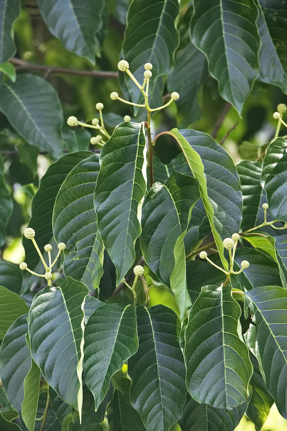 Image of Camptotheca acuminata specimen.