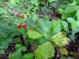 Fragaria vesca