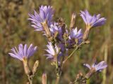 Lactuca tatarica