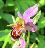 Ophrys oestrifera. Цветок. Московская обл., в культуре. 16 июля 2017 г.