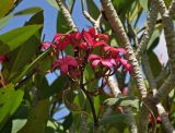 Plumeria rubra. Соцветие. Малайзия, о-в Калимантан, г. Кучинг, в культуре. 12.05.2017.