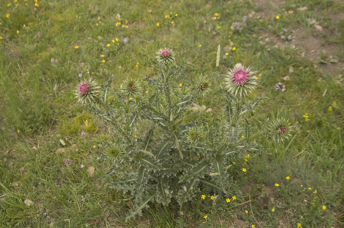 Image of Carduus thoermeri specimen.