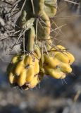 Cylindropuntia imbricata