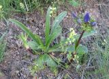 Gentiana olivieri