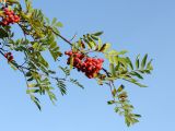 Sorbus aucuparia. Верхушка ветви с соплодиями. Санкт-Петербург, г. Ломоносов, в культуре. 23.09.2017.