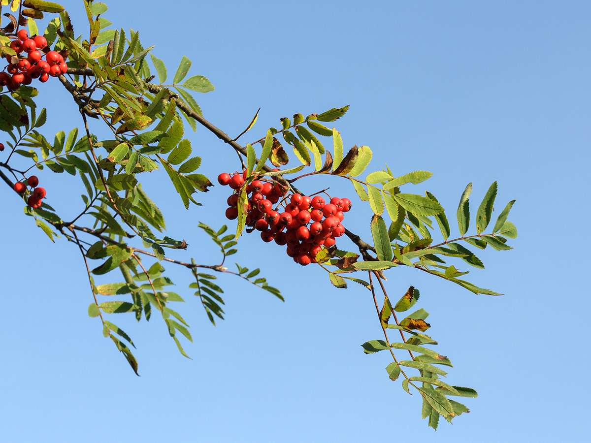 Изображение особи Sorbus aucuparia.