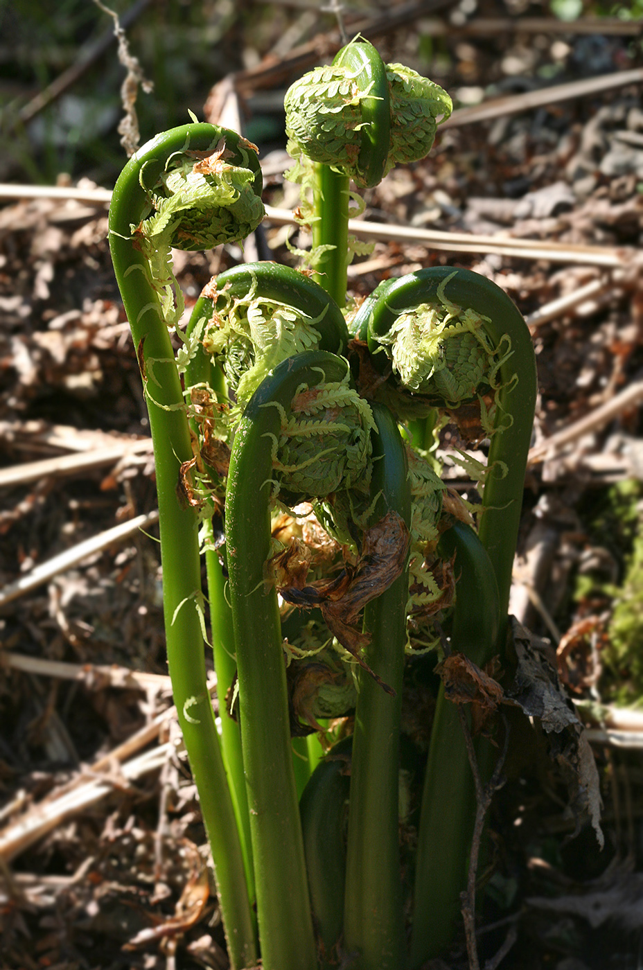 Изображение особи Matteuccia struthiopteris.