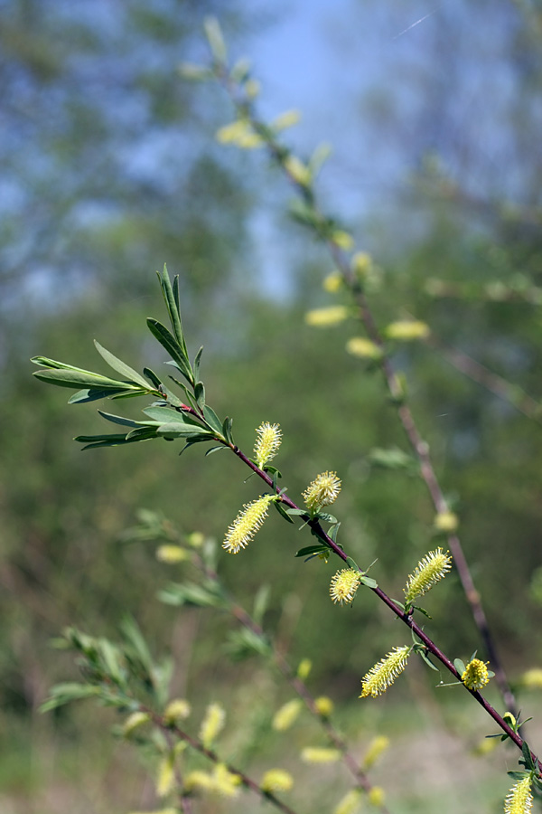 Image of Salix elbursensis specimen.