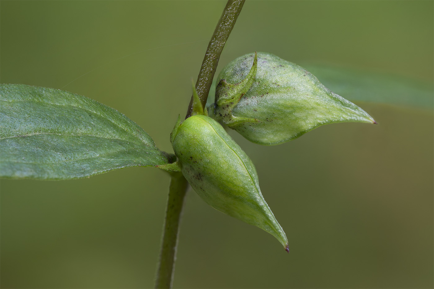 Image of Melampyrum pratense specimen.