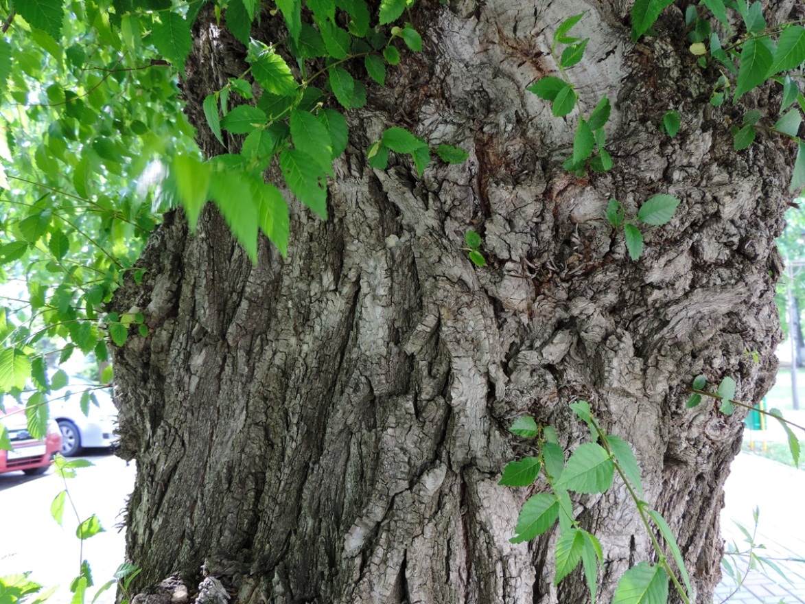Изображение особи Ulmus minor.