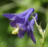 Aquilegia vulgaris