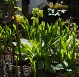 Primula macrocalyx. Цветущее растение в сообществе Convallaria majalis, Acer platanoides и Fragaria × ananassa. Пермский край, Свердловский р-н, кладбище \"Южное\", тополёвая роща, в культуре (?). 23.05.2018.