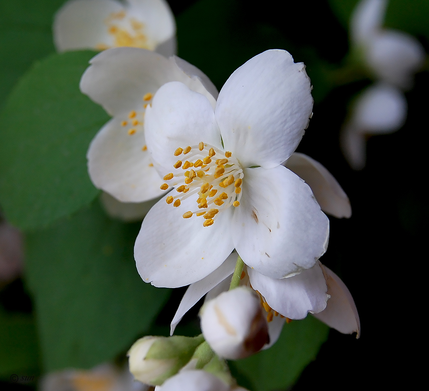 Изображение особи Philadelphus coronarius.