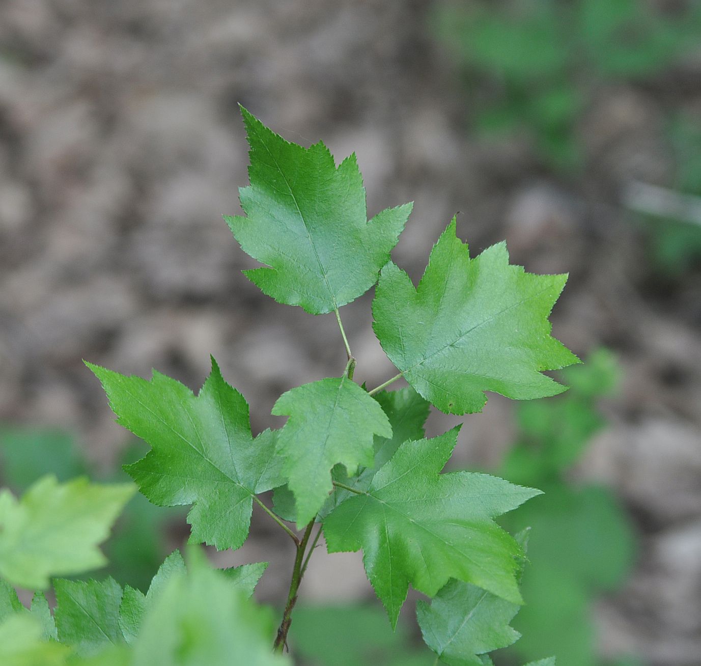 Image of Sorbus torminalis specimen.