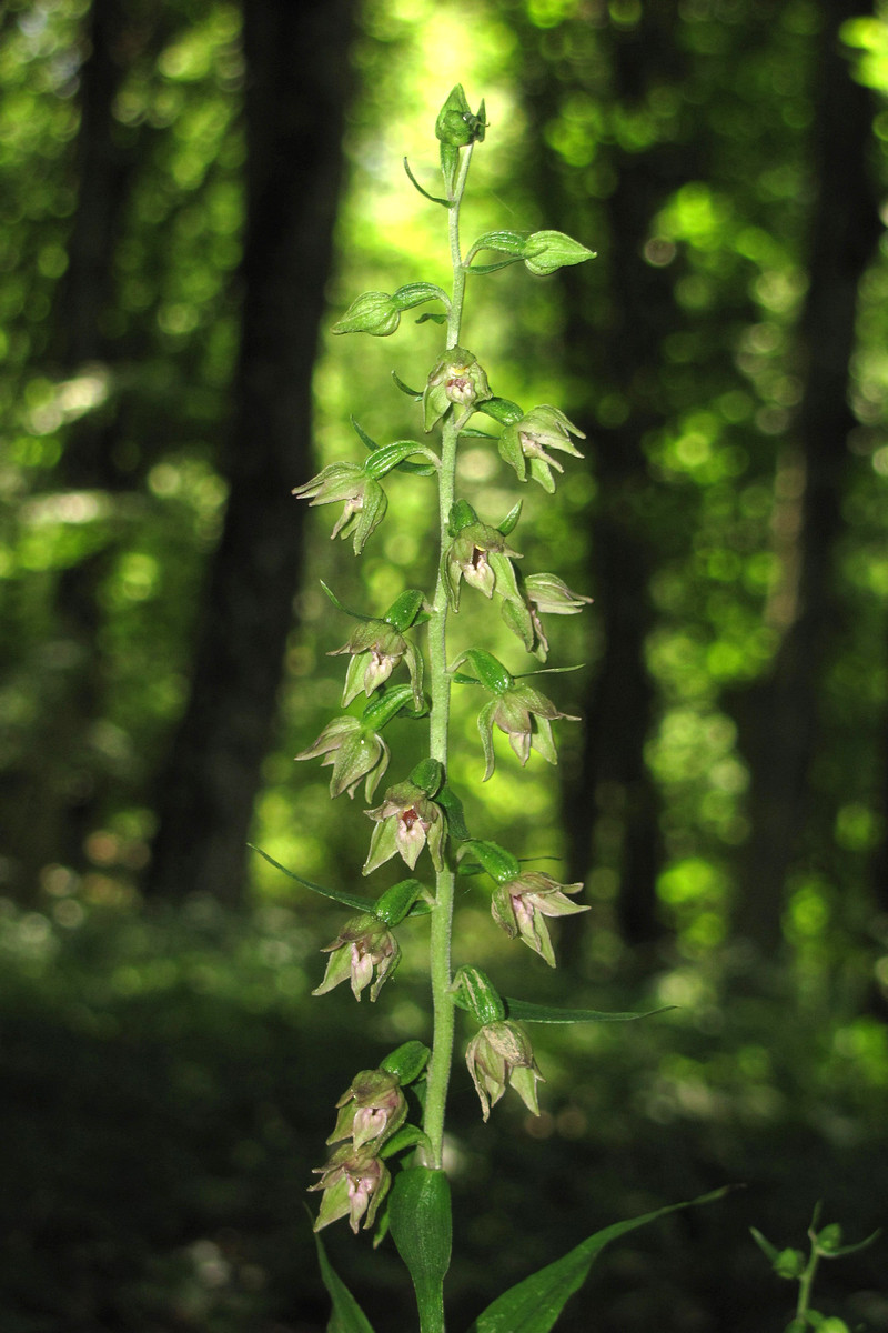 Изображение особи Epipactis leptochila.