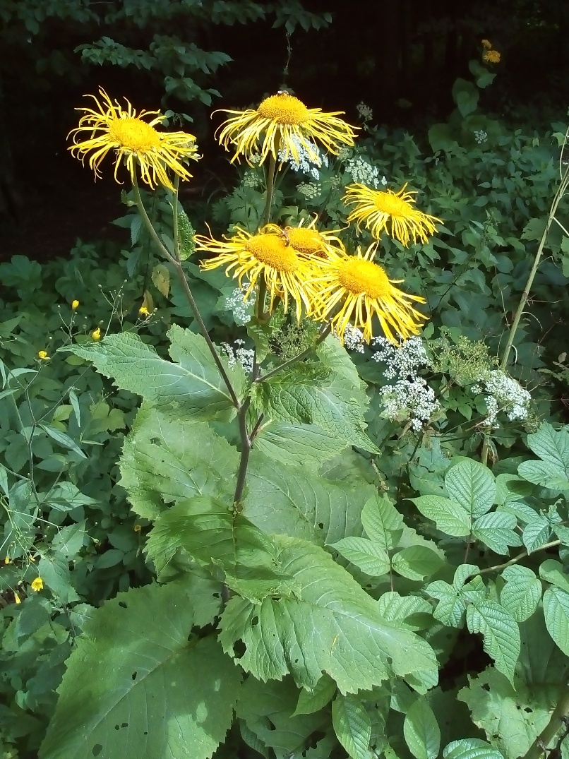 Изображение особи Telekia speciosa.