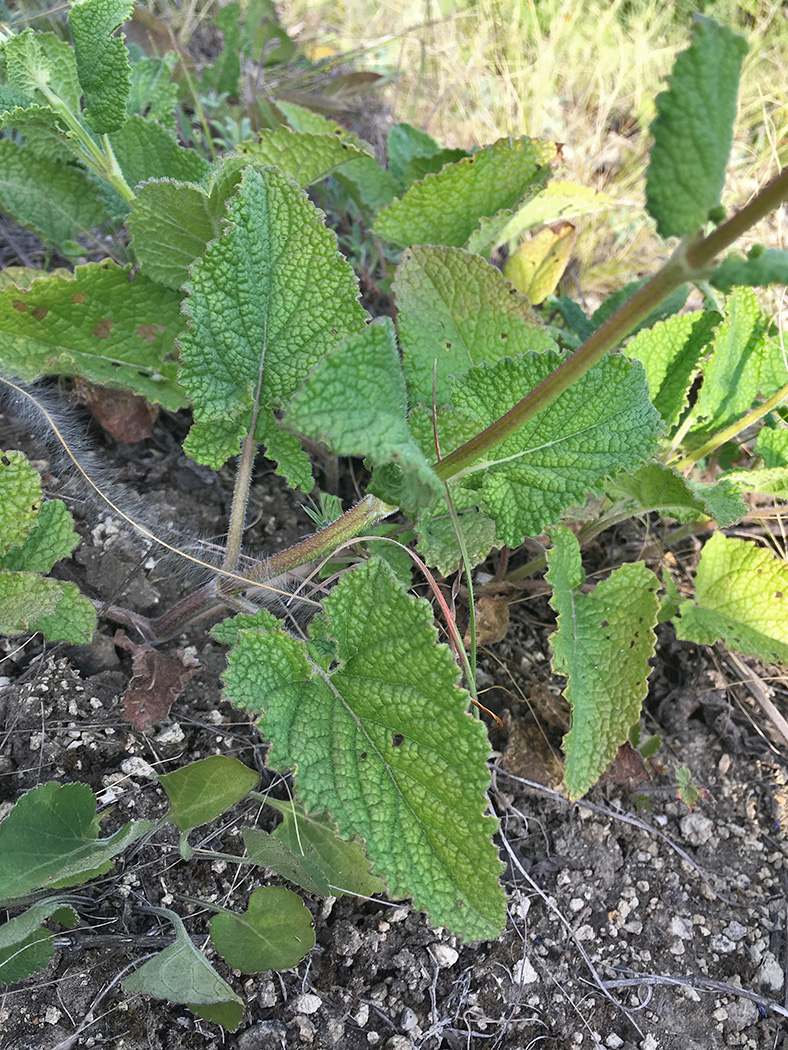 Image of Salvia verticillata specimen.