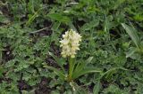 Dactylorhiza romana subspecies georgica. Цветущее растение. Грузия, Боржоми-Харагаульский национальный парк, маршрут №1; гора Ломис-Мта, ≈ 2050 м н.у.м., предвершинный пастбищный луг. 25.05.2018.