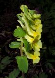 Corydalis talpina