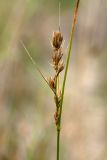 Carex arenaria. Верхушка побега с соплодиями. Ленинградская обл., Кингисеппский р-н, окр. дер. Урмизно близ охоторыболовной базы \"Динамо\", вырубка на месте сосняка на приморских песках, противопожарная канава. 09.09.2018.