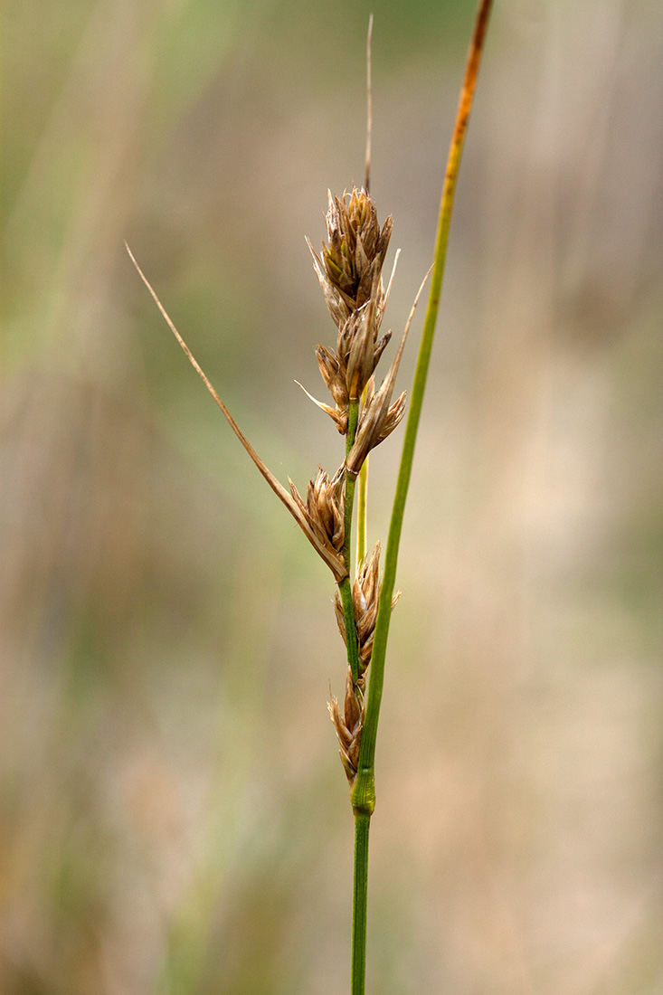 Изображение особи Carex arenaria.