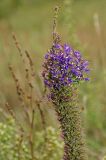 Veronica spicata подвид bashkiriensis. Верхушка доцветающего побега. Башкортостан, Учалинский р-н, Ильчигуловский сельсовет, окр. дер. Мулдашево, хр. Нурали, каменистый склон, ≈ 500 м н.у.м. 7 сентября 2018 г.