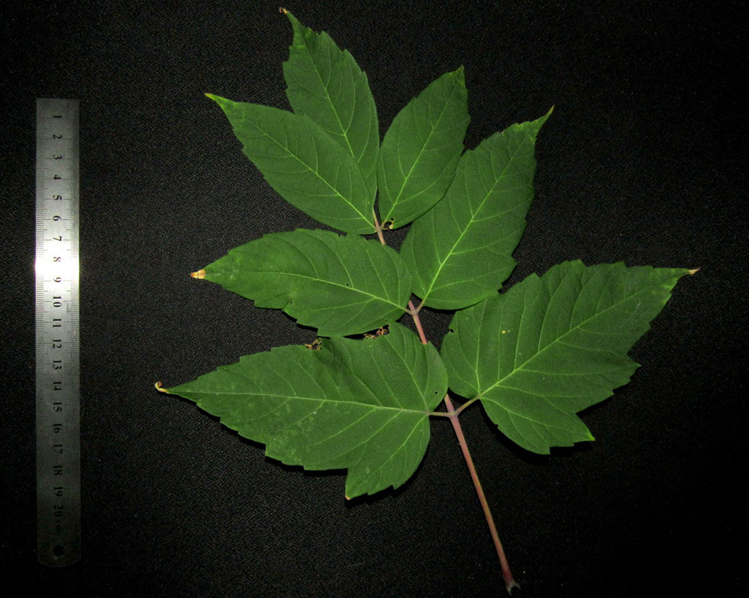 Image of Acer negundo specimen.