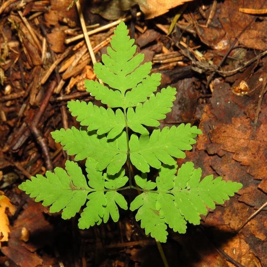 Image of Gymnocarpium dryopteris specimen.