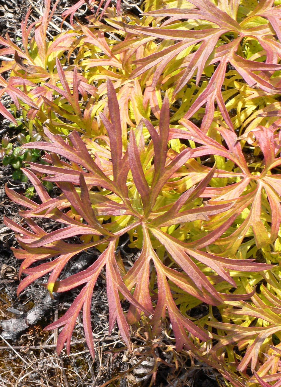 Image of Pulsatilla multifida specimen.