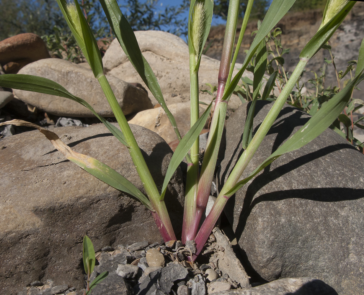 Image of Setaria pumila specimen.