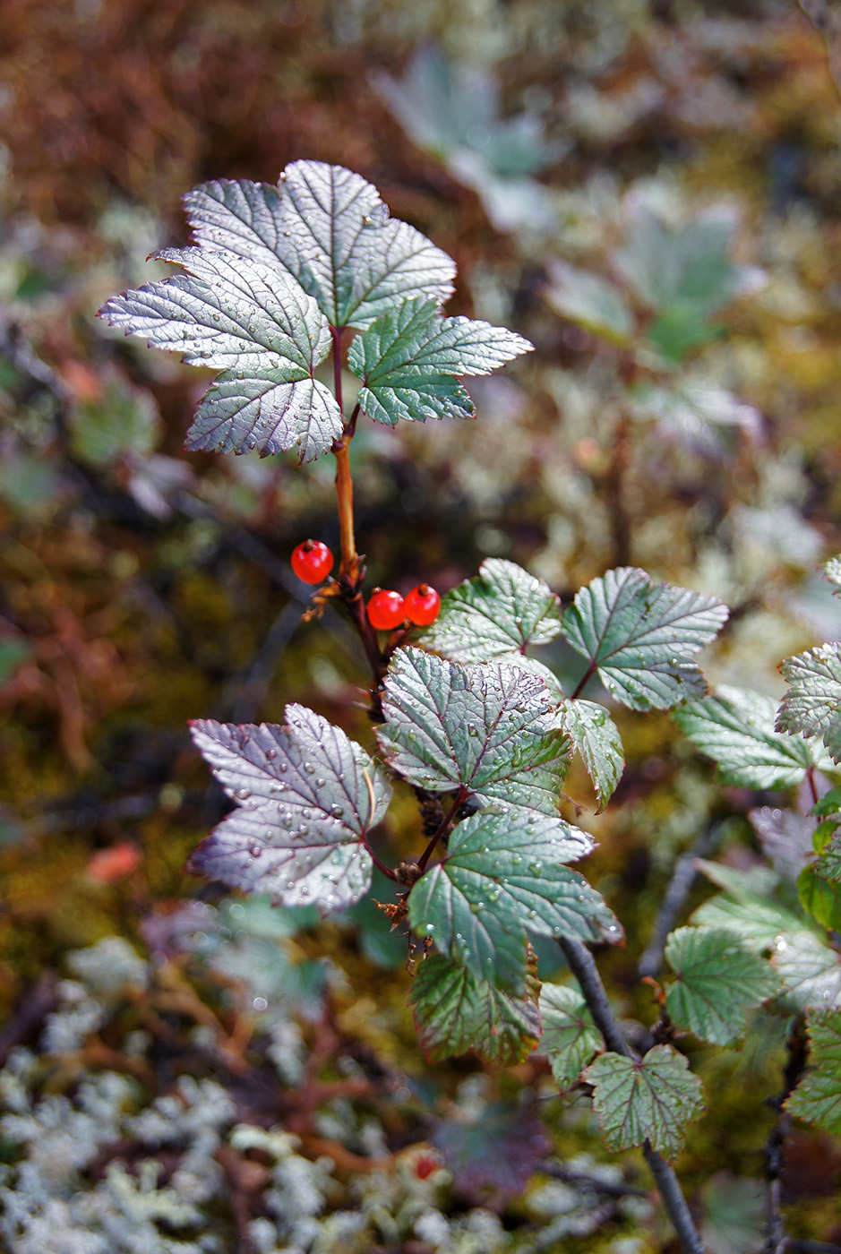 Image of Ribes triste specimen.