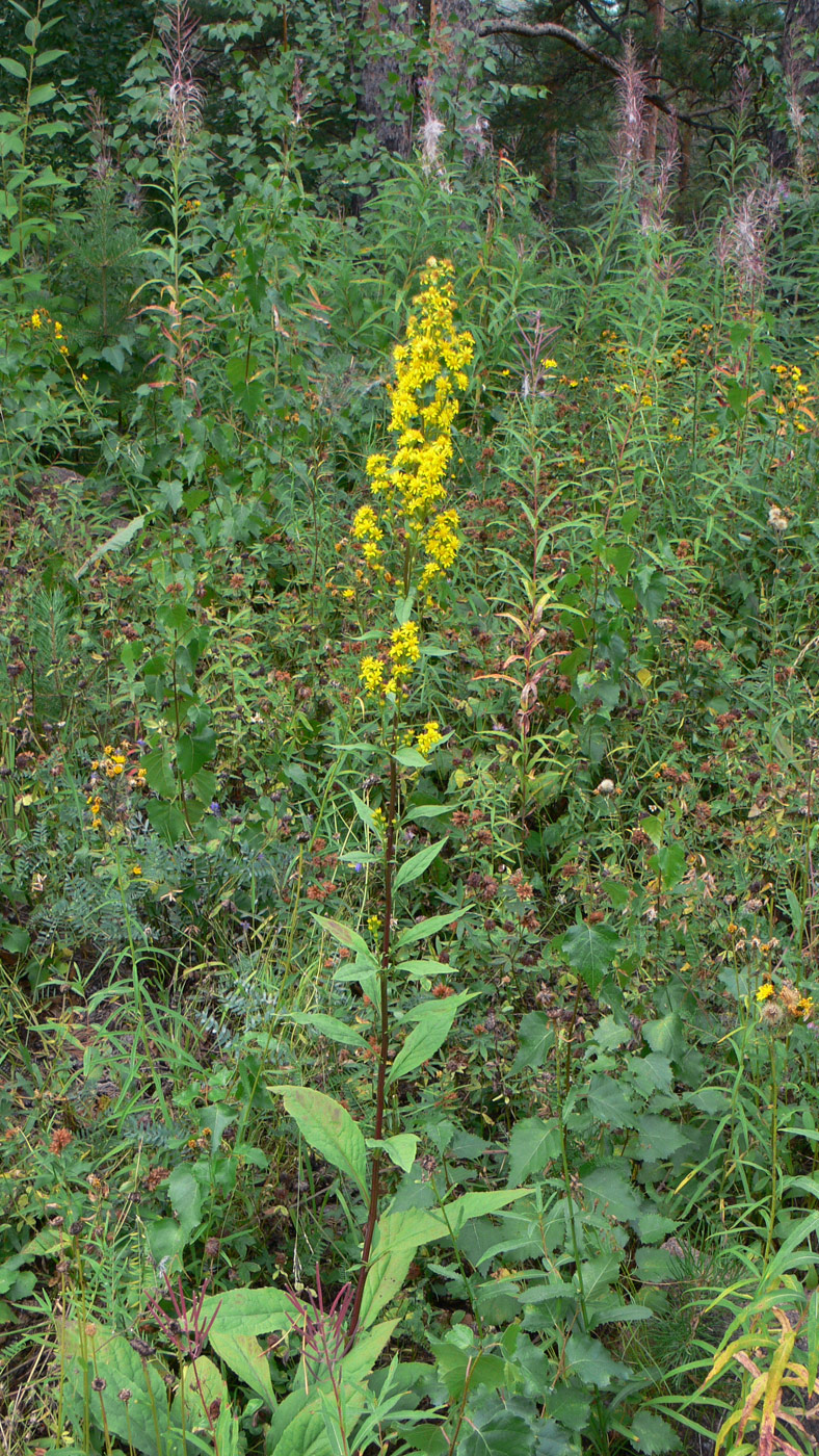 Image of Solidago virgaurea specimen.