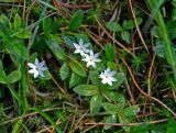 Trientalis europaea